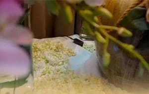 Dịch vụ lưu thi hài Sala Garden