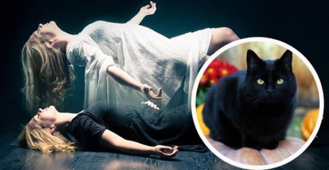 Chó mèo đi viếng đám tang