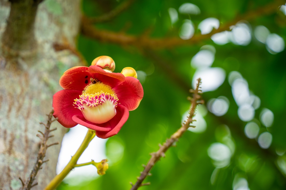 Hoa sala hoa viên Sala Garden