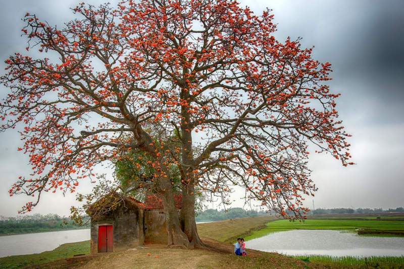 Cây gạo