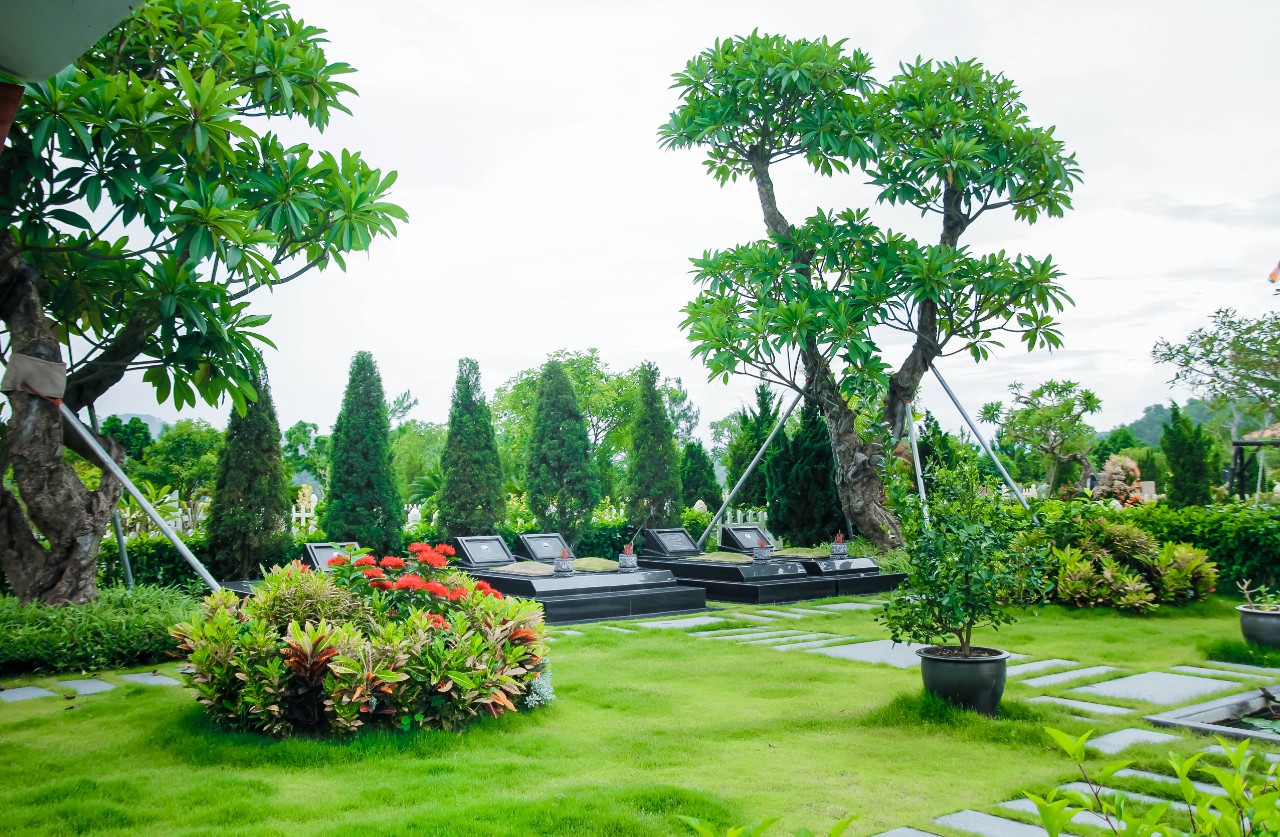 Cây tùng