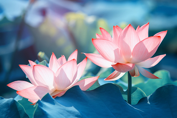 Giới thiệu ý nghĩa hoa sen