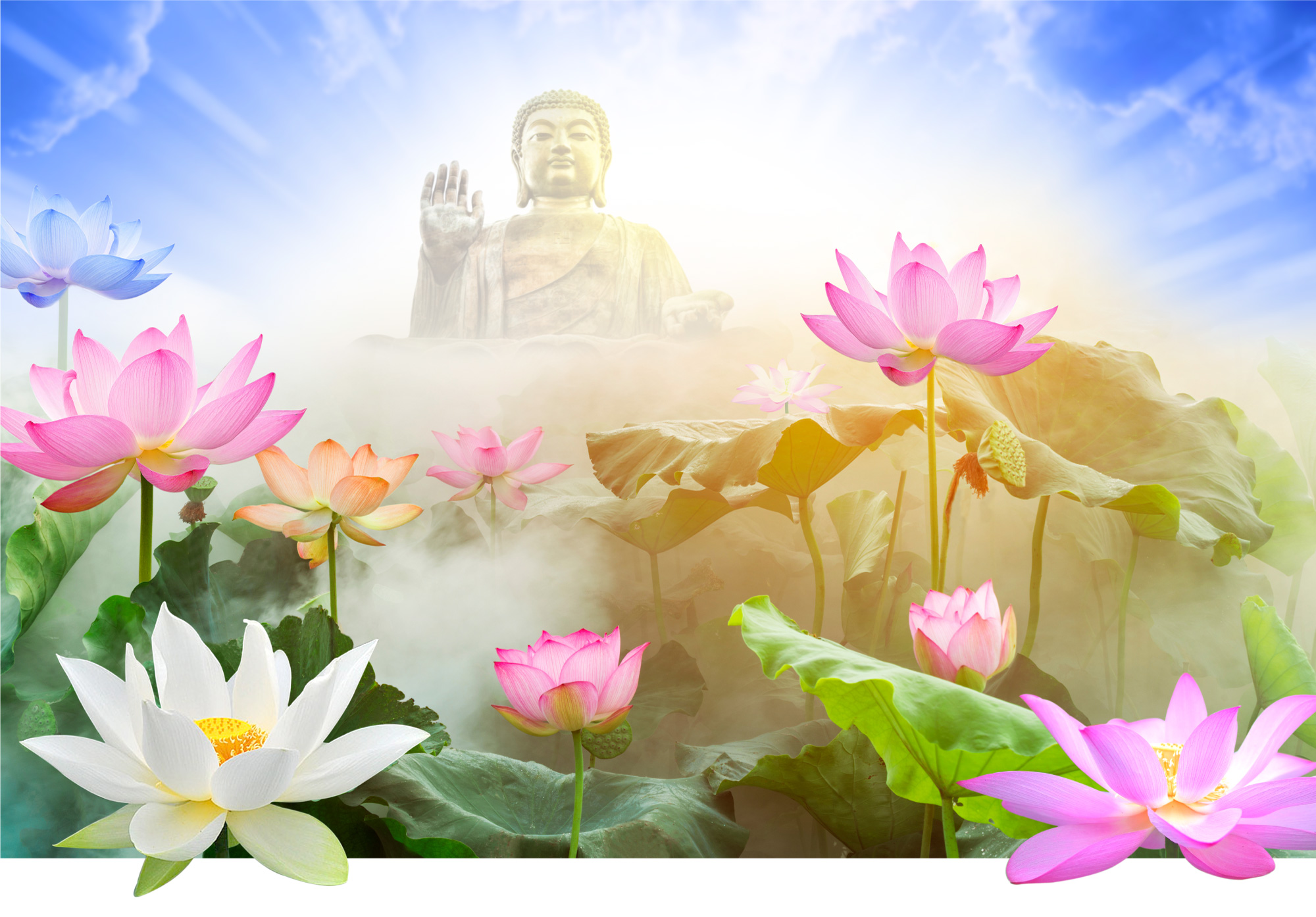 Hoa sen bắt đầu