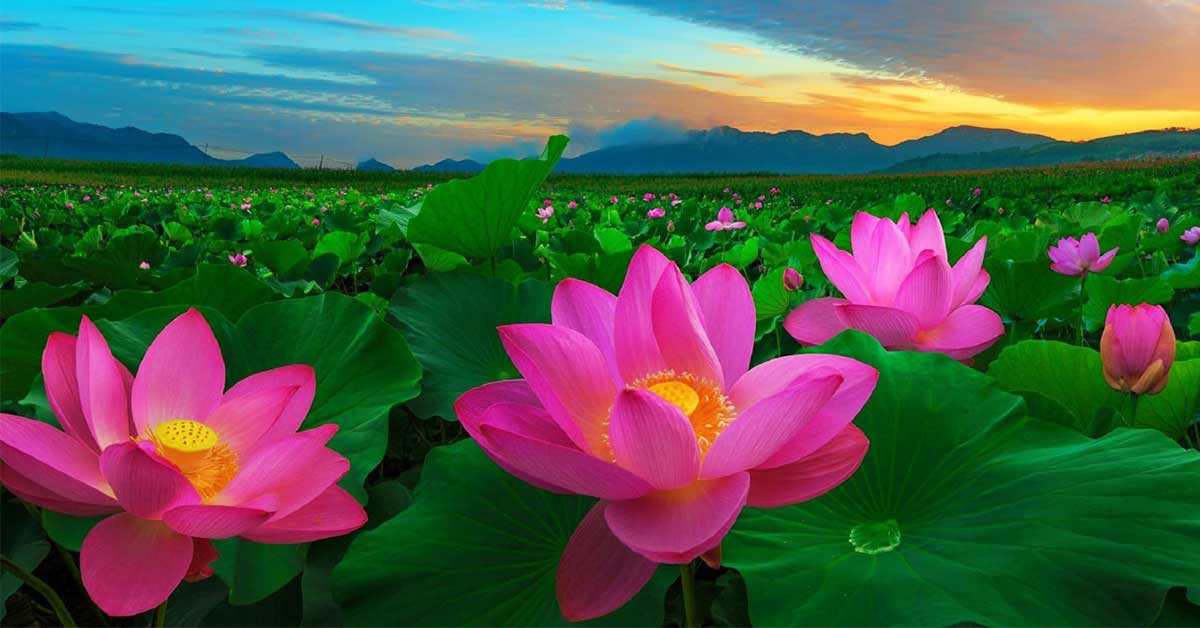 Hoa sen nở trên mặt nước