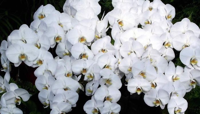 Hoa viếng đám tang miền Nam