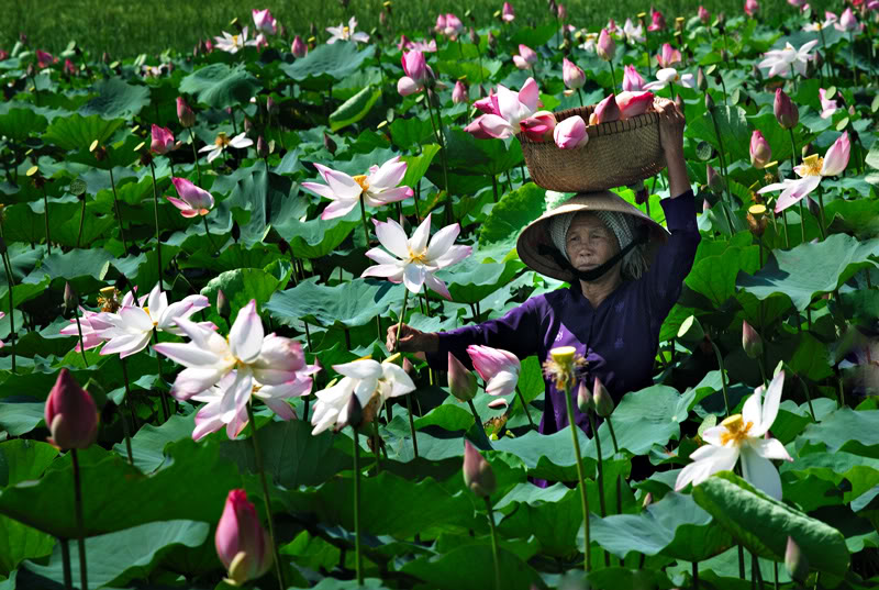 Môi trường sống hoa sen