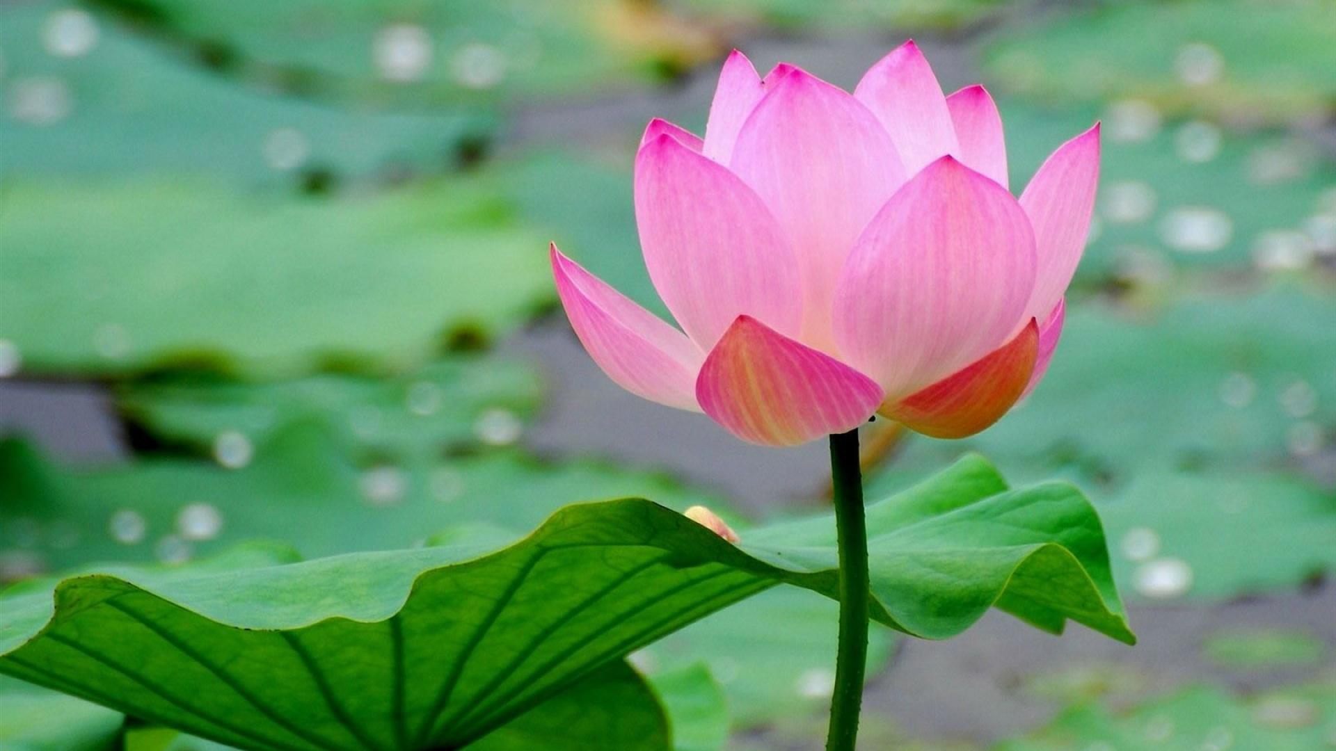 Thân sen vươn mình trong nước