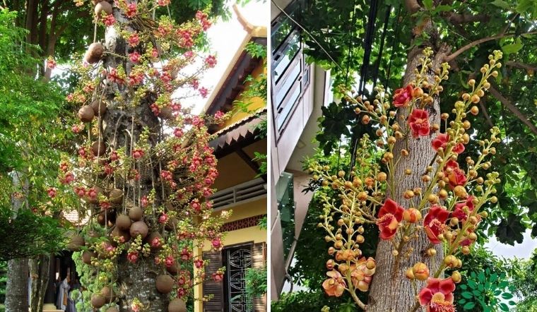 Ý nghĩa của hoa Sala chùa