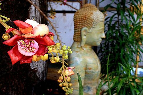 Ý nghĩa của hoa Sala hướng thiện