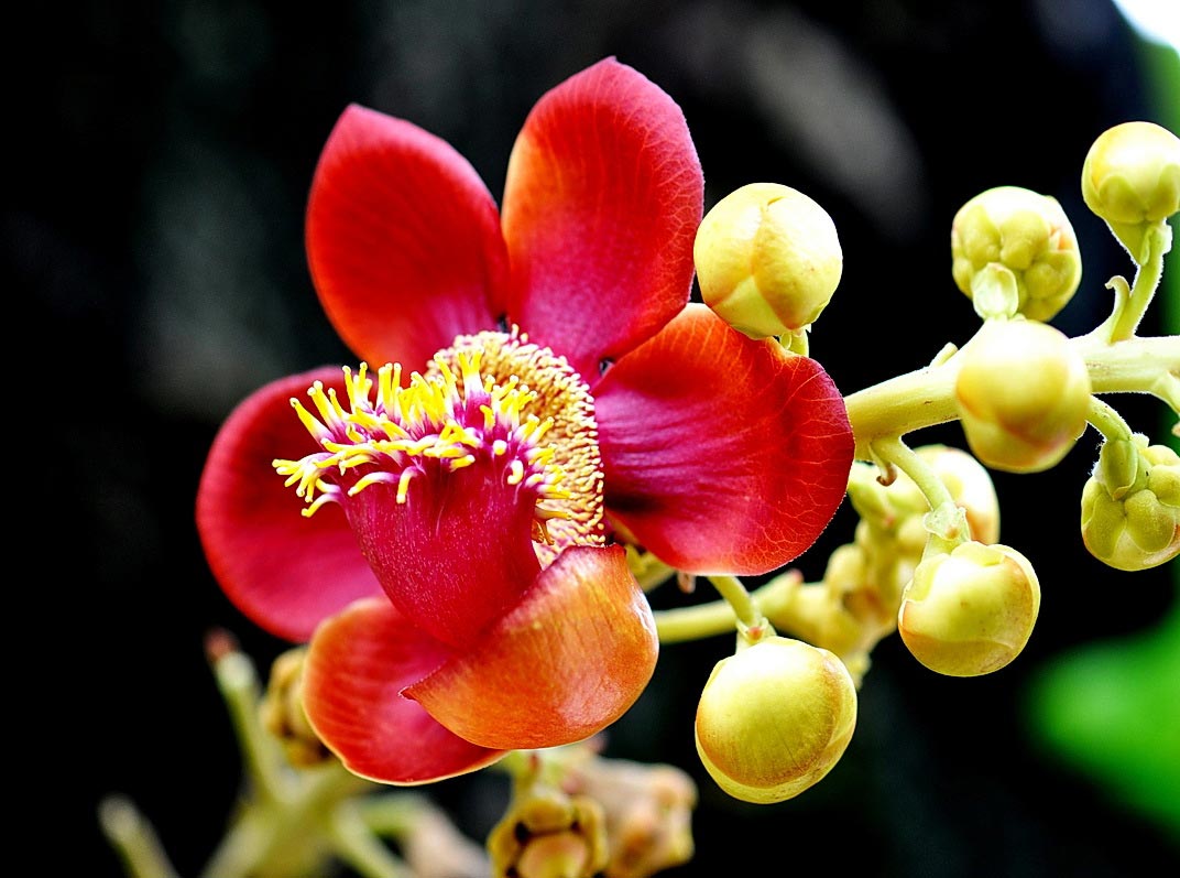 Ý nghĩa của hoa Sala tác dụng
