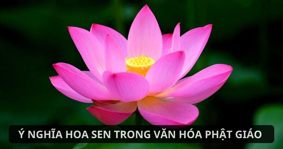 Hoa sen là biểu tượng của sự thanh tịnh, giác ngộ và từ bi trong triết lý Phật giáo.